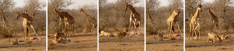Lion kill on giraffe baby