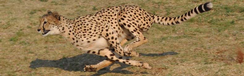 Ann van Dyk Cheetah Sanctuary - Cheetah run