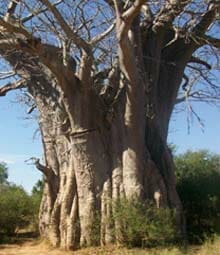 Baobab - seen from within Kruger National Park